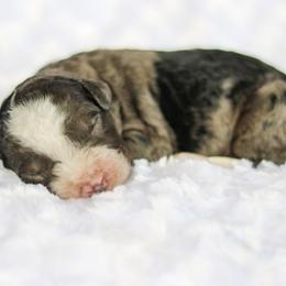 Bogey - male Australian Mountain Doodle puppy in Crete, Nebraska from Doodles & Co