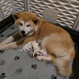 BOY - White male Japanese Akitainu puppy in New Castle, Pennsylvania from Four Seasons Akita (Shikisou)
