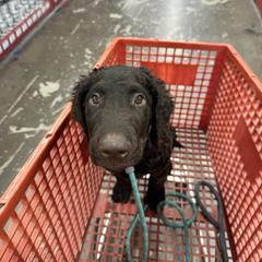 Curly-Coated Retriever Puppies from Betacoil Curly Coated Retrievers