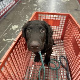 Curly-Coated Retriever Puppies from Betacoil Curly Coated Retrievers