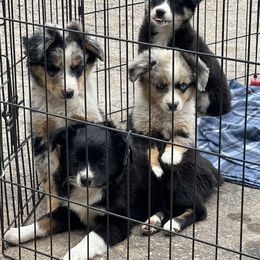 Australian Shepherd Puppies from Worsham’s Toys and Minis Australian Shepherds