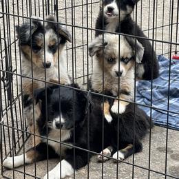 Australian Shepherd Puppies from Worsham’s Toys and Minis Australian Shepherds