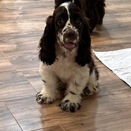 Cocker Spaniel Puppies from Anastasia Knight's Cocker Spaniels