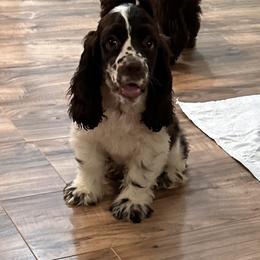 Cocker Spaniel Puppies from Anastasia Knight's Cocker Spaniels