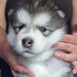 Boy 2 - Gray and white male Alaskan Malamute puppy in Prince William County, Virginia from SnoCap Kennel