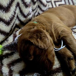 Kendrick Lamar - Apricot male Goldendoodle puppy in Newark, New Jersey from Westmorelandislandpups