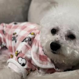 Bichon Frises from Lyudmila Loves Puppies