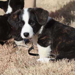Mr Black - Brindle and white male Cardigan Welsh Corgi puppy in Livermore, Colorado from Rowe Family