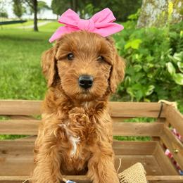 Chevelle - Red female Double Doodle puppy in Harrisonville, Missouri from Blessed Day Doodles