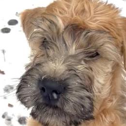 Kerry Blue Terriers and Soft Coated Wheaten Terriers from Cross the Rubicon