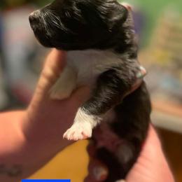 Bobby - Black and white male Shetland Sheepdog puppy in Kaycee, Wyoming from Heavenly Shelties