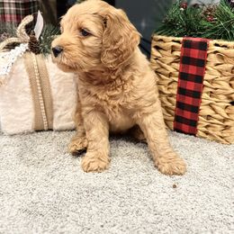 Bernedoodle, Goldendoodle, and Poodle Puppies from Anam Cara Pups