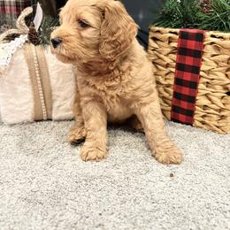 Bernedoodle, Goldendoodle, and Poodle Puppies from Anam Cara Pups