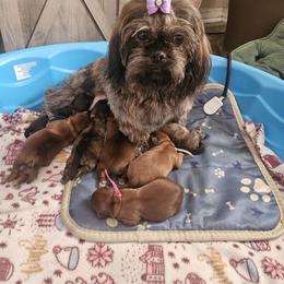 Shih Tzu Puppies from Loyal Tzu's