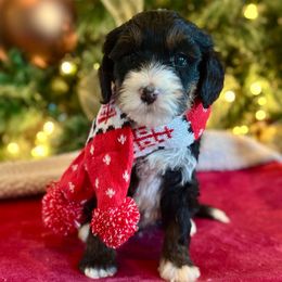 Girl 3 - Tri-color female Bernedoodle puppy in Royse City, Texas from Platinum Bernedoodles of Texas