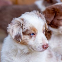 Miniature American Shepherd and Miniature Australian Shepherd Puppies from Cornerstone Mini Aussies