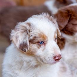 Miniature American Shepherd and Miniature Australian Shepherd Puppies from Cornerstone Mini Aussies