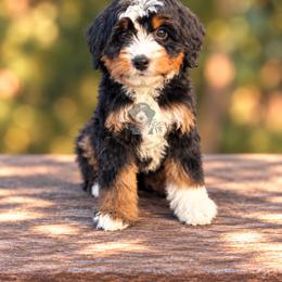 Molly - Tri-color female Bernedoodle puppy in Greenville, Texas from Doodles of Promise