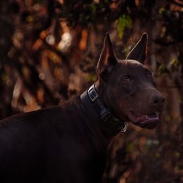 Doberman Pinscher and French Bulldog All Grown Up from The Defender Farm