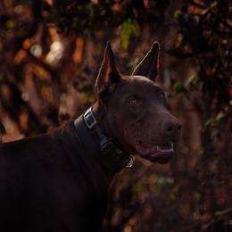 Doberman Pinscher and French Bulldog All Grown Up from The Defender Farm