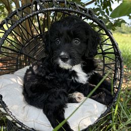 Cara - Cavapoo puppy from That’s My Puppy