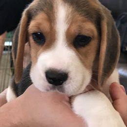 Beagle Puppies from Terwillegar Beagles