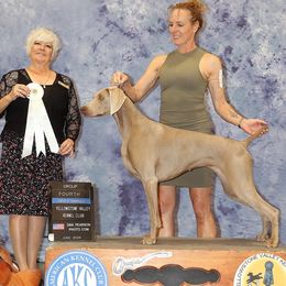 Adele - Weimaraner