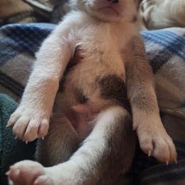 Zorro - Black and white male Siberian Husky puppy in Lancaster, California from The Huskies Sanctuary