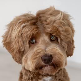 Cowboy - Australian Labradoodle