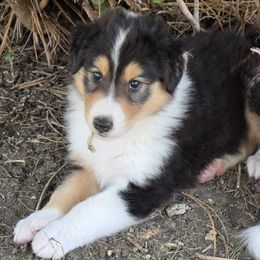 Sundance's Atlas - Black white and tan male Collie puppy in Rapid City, South Dakota from Sundance Scottish-Colleys