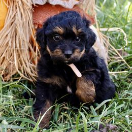 Tiny Little Pink Girl - Black phantom female Aussiedoodle puppy in Burkesville, Kentucky from Bline’s Awesome Aussies & Doxies at the Bline Family Farm