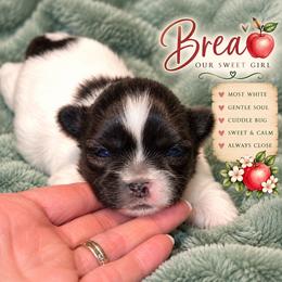Braeburn (Brae) - Sable and white female Shih Tzu puppy in Cordova, Maryland from Harlequins Shih Tzu