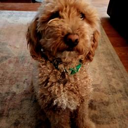 Dolly - Goldendoodle