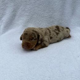 Boy 3 - Dapple male Dachshund puppy in Stilwell, Oklahoma from Johnson Dachshund’s