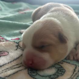Shasta - White and red female Pembroke Welsh Corgi puppy in Saint George, South Carolina from Carolina cotton candy corgis