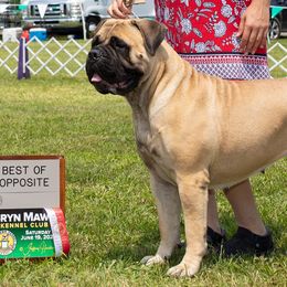 Bullmastiffs from Tamar's Bullmastiffs (with Boundless Bullmastiffs)