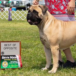 Bullmastiffs from Tamar's Bullmastiffs (with Boundless Bullmastiffs)