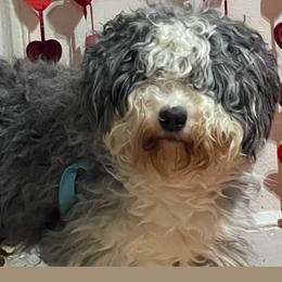 Aussiedoodle, Bernedoodle, Goldendoodle, and Poodle Puppies from Lyon and Luna Goldendoodles Bernedoodles