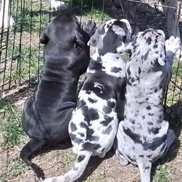 Great Danes from Waldhaus