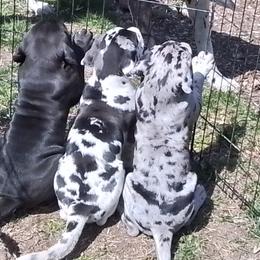 Great Danes from Waldhaus