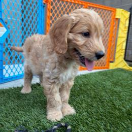Supreme - Cream male Goldendoodle puppy in Las Vegas, Nevada from Puppies of the West