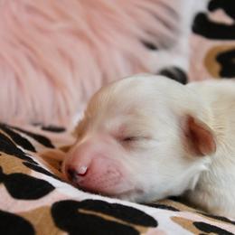 Girl 1 - Cream female Dachshund puppy in Laurel, Mississippi from Kissinger Dachshunds