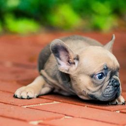 French Bulldog Puppies from Haas Frenchies LLC