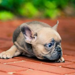 French Bulldog Puppies from Haas Frenchies LLC