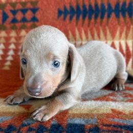 Otis - Fawn (isabella) and tan male Dachshund puppy in Okeechobee, Florida from HotShot Kennels