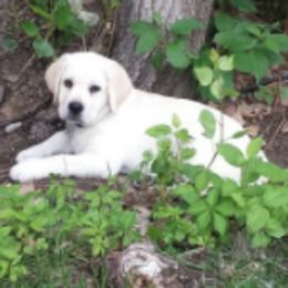 Labrador Retrievers from Sunshine Labradors