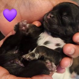 Storm - Brindle female Shih Tzu puppy in Kernersville, North Carolina from SweetTee's Shih Tzus LLC