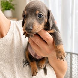 Doc AKC 2800 - Blue and tan male Dachshund puppy in Indian Trail, North Carolina from Hilda’s Teenie Weenies