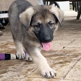German Shepherd and White Shepherd Puppies from Scenic Creek German Shepherds