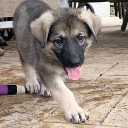 German Shepherd and White Shepherd Puppies from Scenic Creek German Shepherds